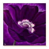 Purple Passion II